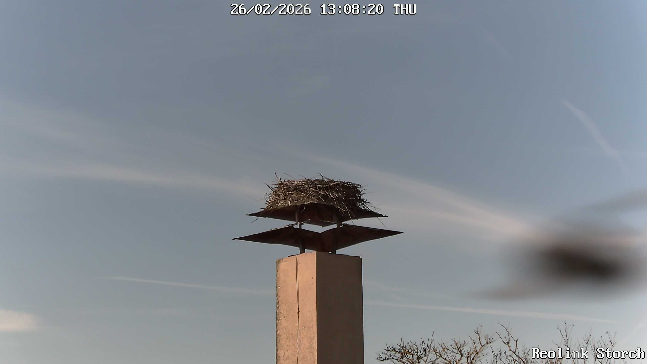 Storchencam Bild